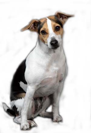 Chien de Ferme Dano-Suédois Nxale691